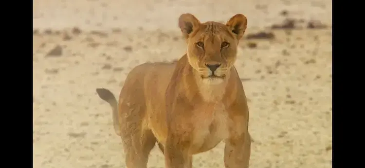 Lion (Panthera leo melanochaita) as shown in Africa - Kalahari